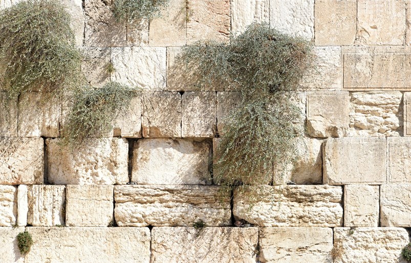 צילום: Denis Doukhan from Pixabay
